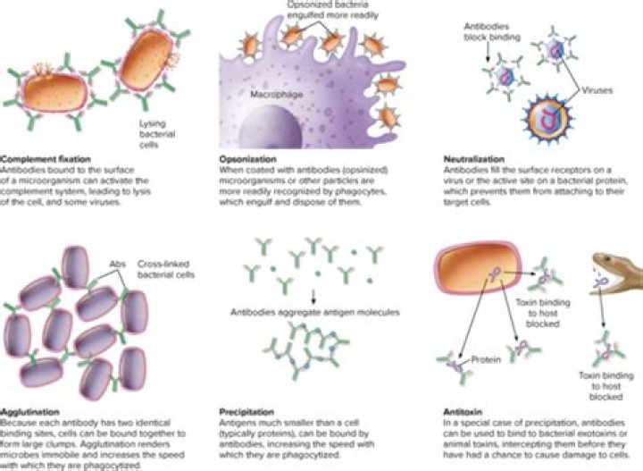 What happens when there is too much cell growth?