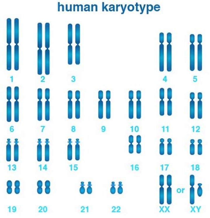 What information is shown by a karyotype?