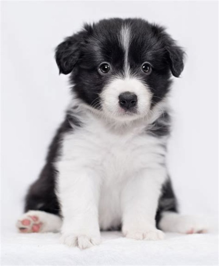 What is a Colliege?