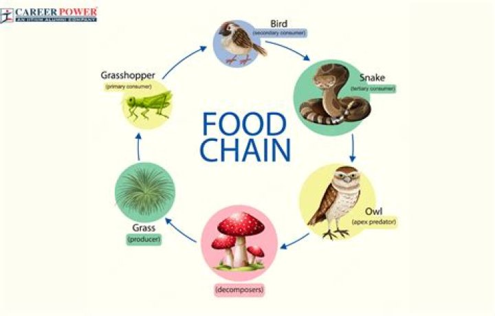 What is a food attraction?