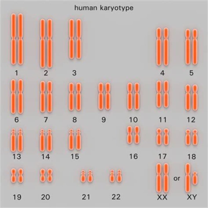What is a karyotype and why is it useful?