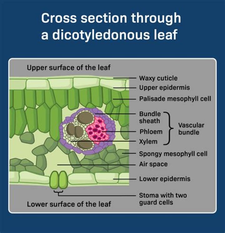 What is a leaf and what does it do?