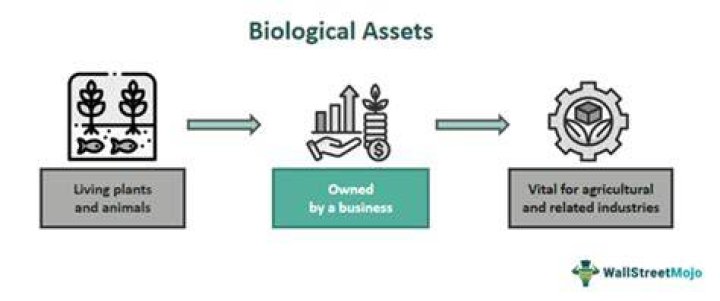 What is biological asset?