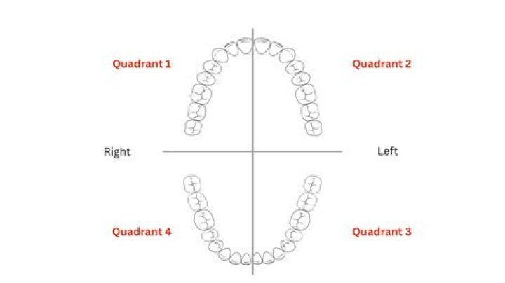 What is considered a dental quadrant?