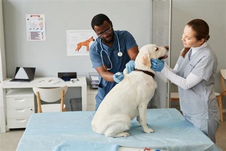 What is considered malpractice for a veterinarian?