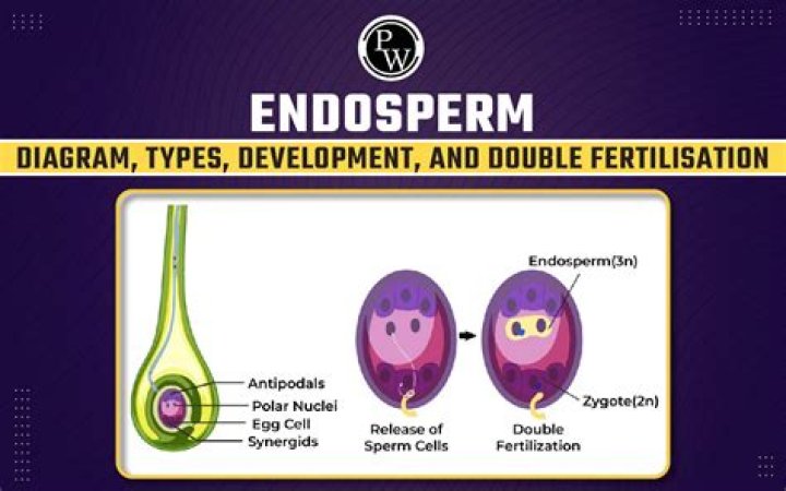 What is endosperm and what is its importance?