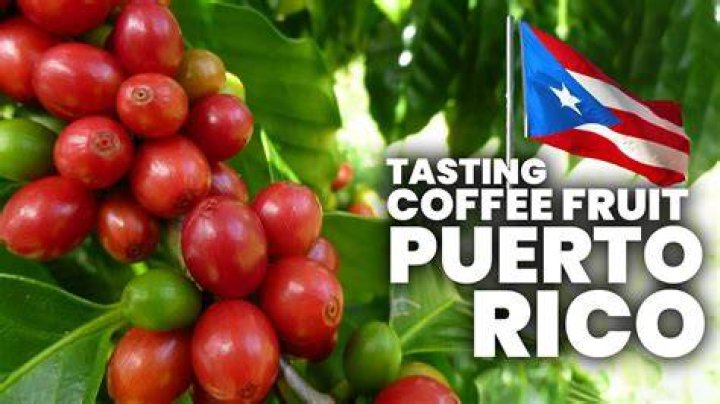 What is Puerto Rico known for producing?