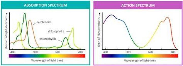 What is single overhead absorption rate?