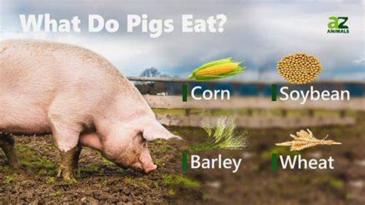 What is the best food for pigs?