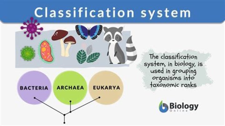 What is the classification system in hospitality?