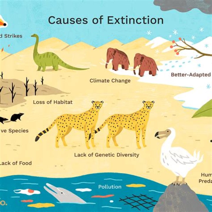 What is the concept of extinction?