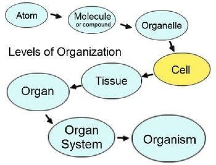 What is the correct order of the levels of structural organization?