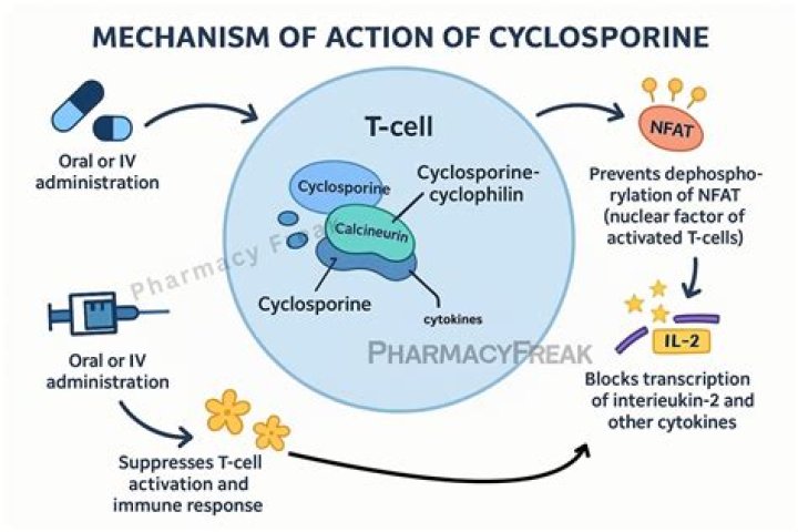 What is the function of Cyclosporine A?