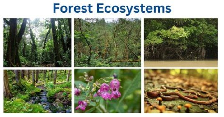 What is the introduction of ecosystem?