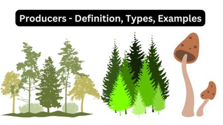 What is the main producer in the grasslands?