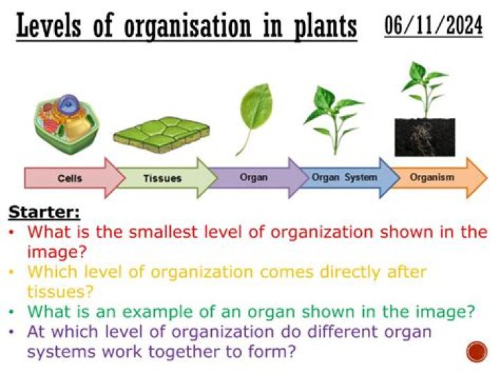 What is the organization of plants?