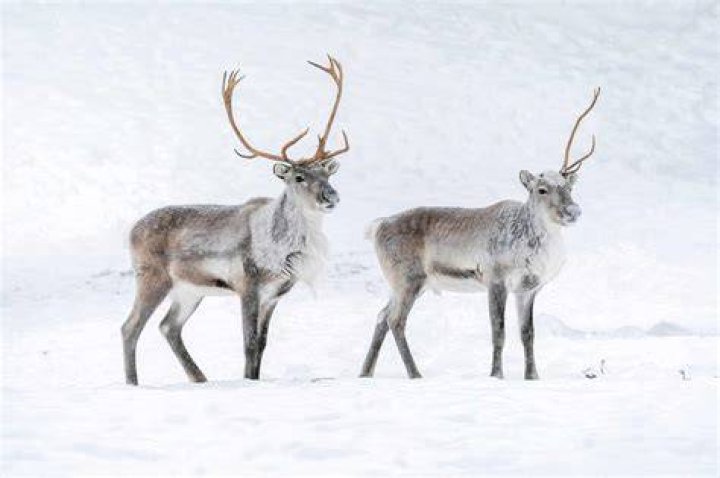 What is the reindeer also known as?