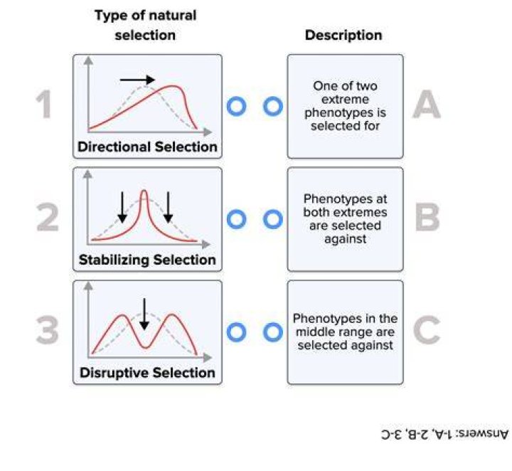 What is the selection answer?