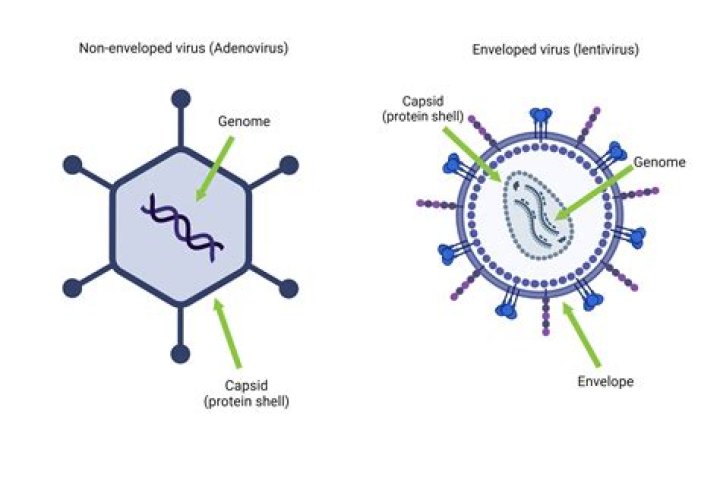 What is Virus study called?
