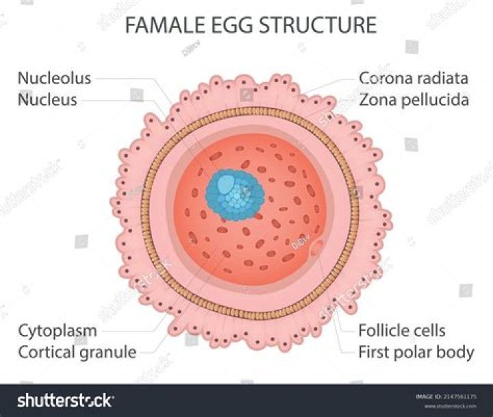 What kind of cell would an egg represent?