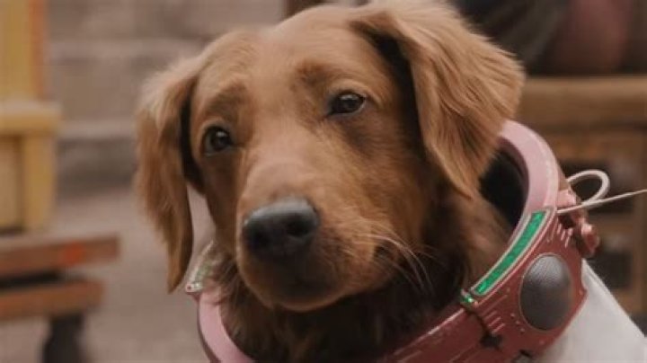 What kind of dog is in the Travelers commercial?