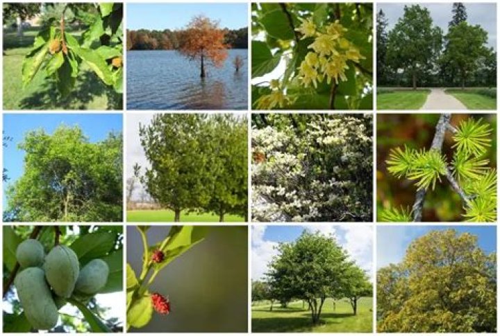 What kind of trees are in southern Illinois?
