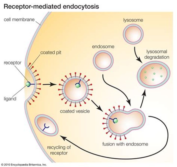 What molecules are needed for endocytosis?