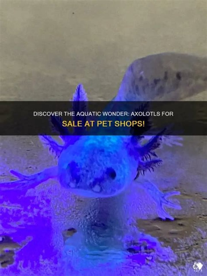 What pet shops sell?