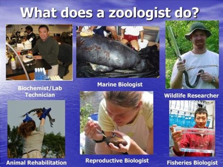 What subjects do zoologist study?