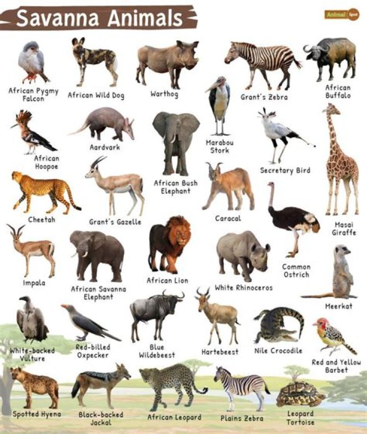 What type of animals live in Cameroon?