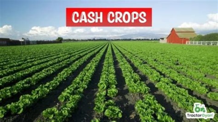 What was the major cash crop in Southern states by the mid 19th century?