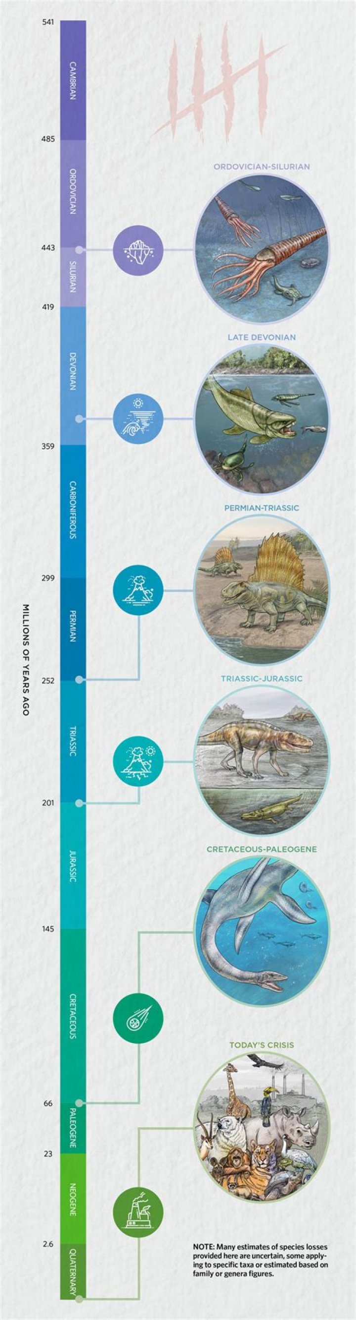 What were the 5 phases of the fur trade?