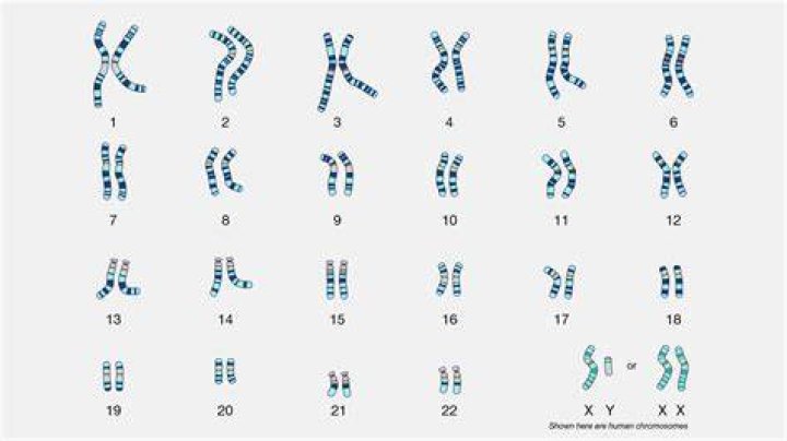 Where do karyotype come from?