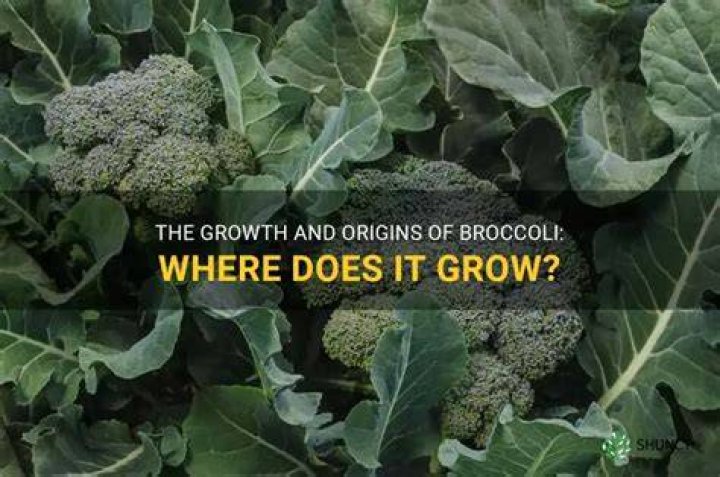 Where does broccoli come from in the UK?