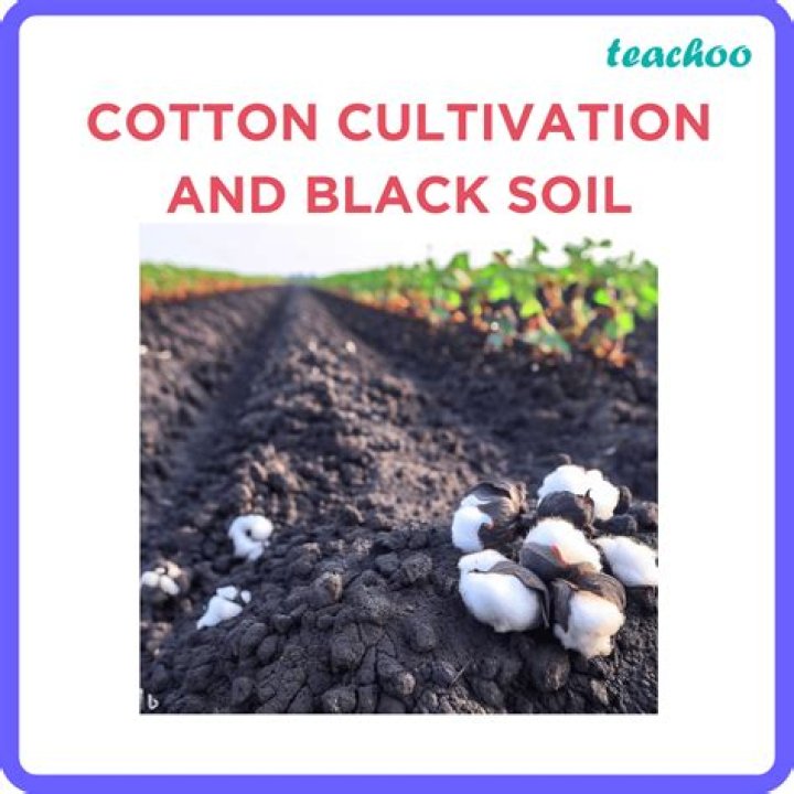 Which one of the soil is ideal for growing cotton?