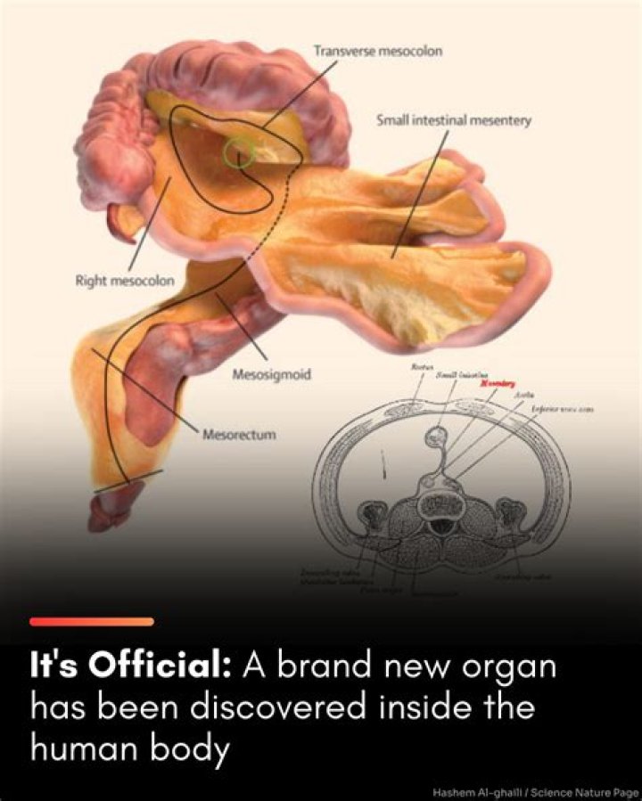 Who Discovered study of anatomy?