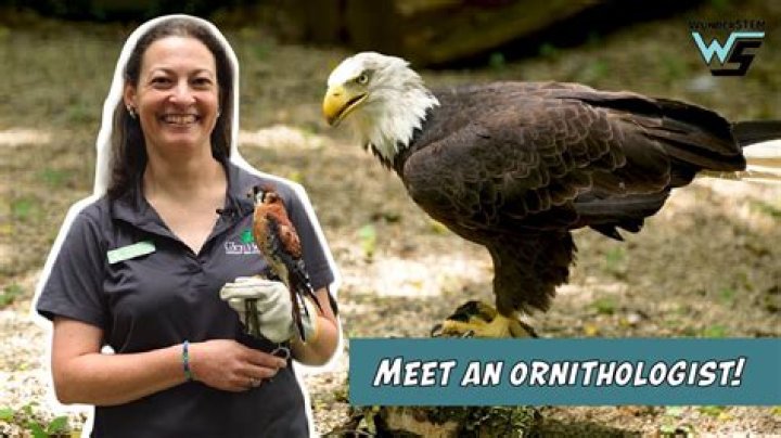 Who is a ornithologist?