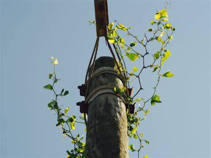 Who is responsible for a telegraph pole in my garden?