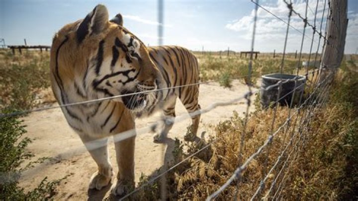 Who started the Wild animal sanctuary?