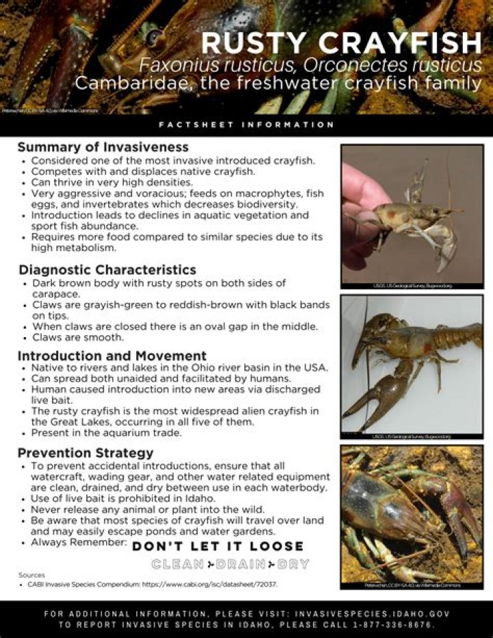 Why is the rusty crayfish a threat?