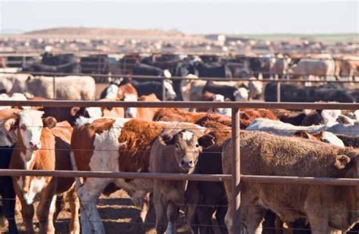 Why was Texas full of cattle in 1867?