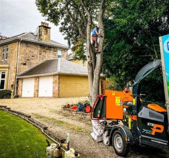 Will homeowners insurance remove dead trees?